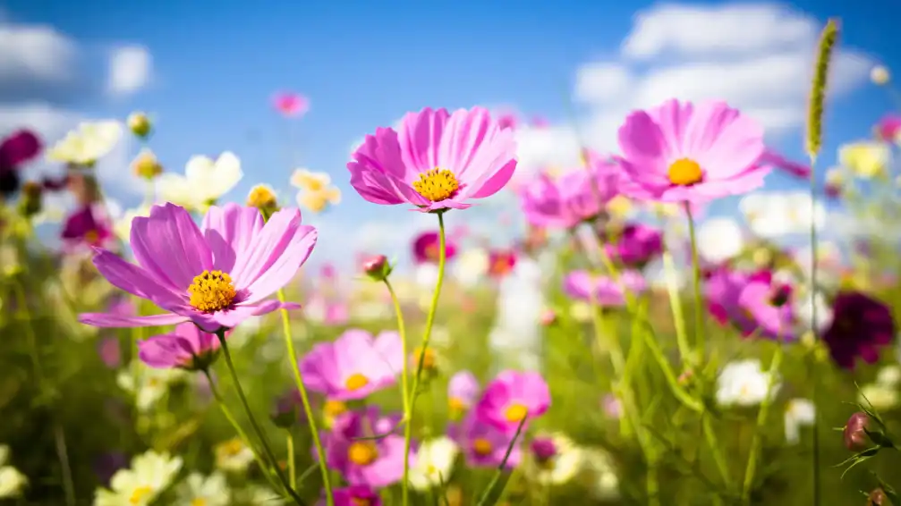 Як привітати дівчину-підлітка з днем народження